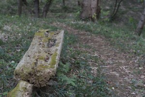 Old log along side of a trail that can be used for sitting. Old log along side of a trail that can be used for sitting.