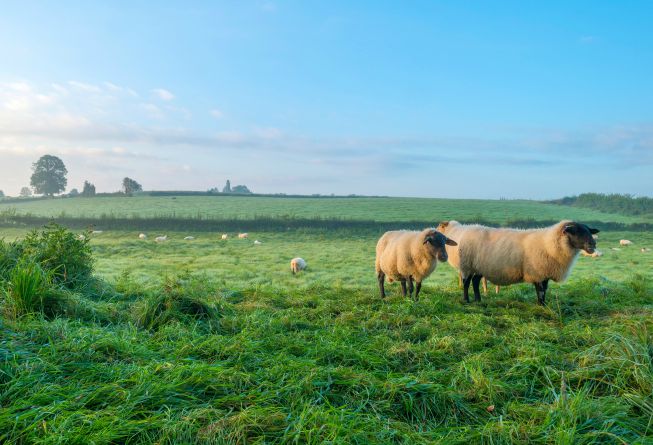 Wool sheep in the pasture Wool sheep in the pasture